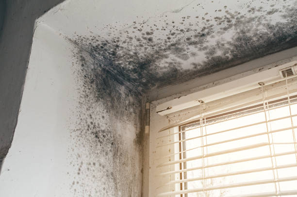 Trusted Attic Mold Removal service in Fairview, OR - Cheap Mold Removal